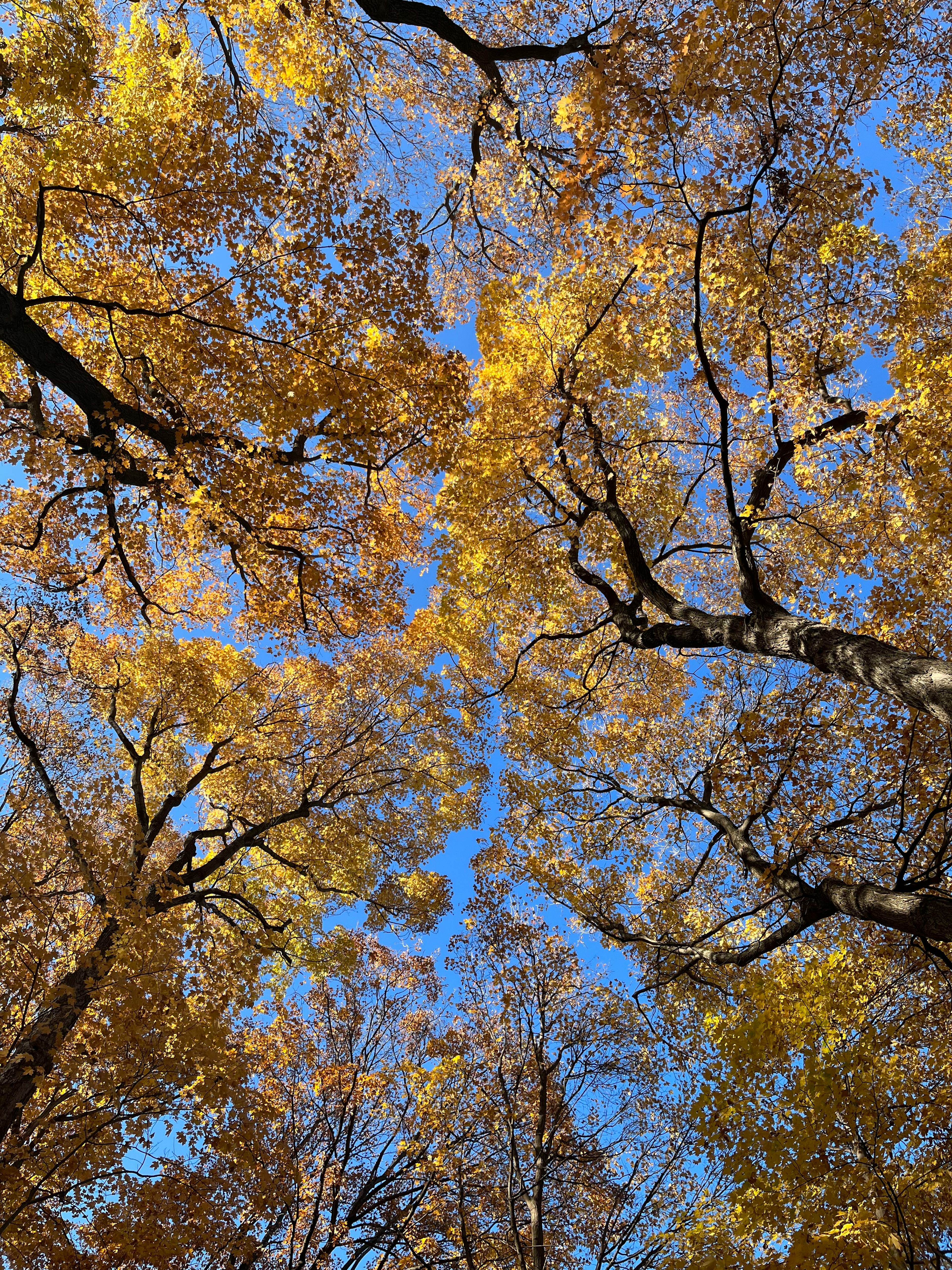 Career Transition Intro Package