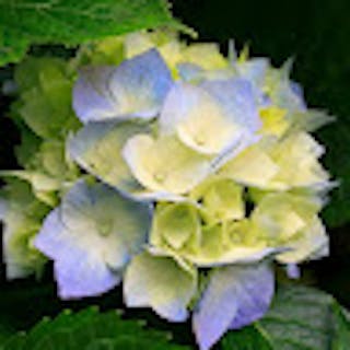 Anubhav S.